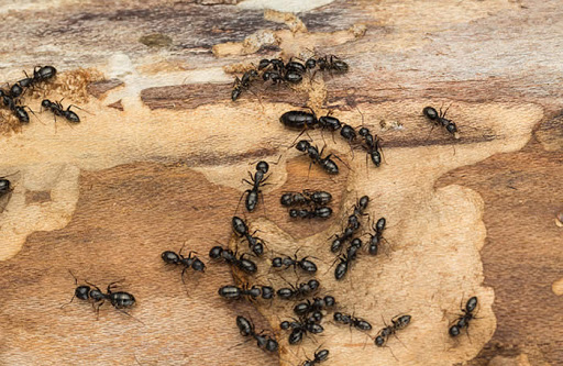 Pest Control Services by Barefoot Mosquito & Pest Control in Austin, Texas