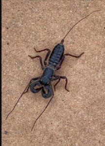 Pest Control Services by Bayou City Pest Control in Houston