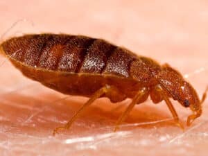 Pest Control Services by Bed Bug Busters Tx in San Antonio