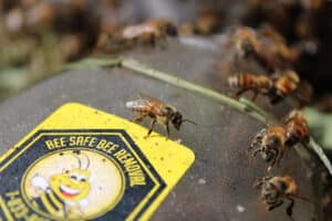 Pest Control Services by Bee Safe Bee Removal in Dallas