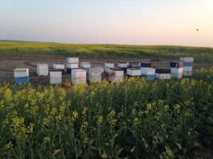 Pest Control Services by Bee Strong Honey & Bee Removal in Donna