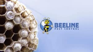 Pest Control Services by Beeline Pest Control Texas in Schertz