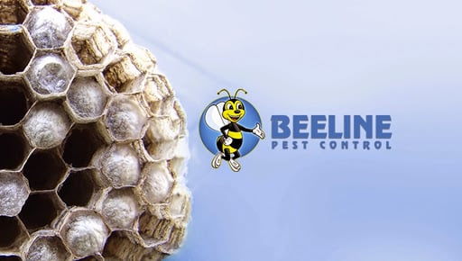 Pest Control Services by Beeline Pest Control Texas in Schertz
