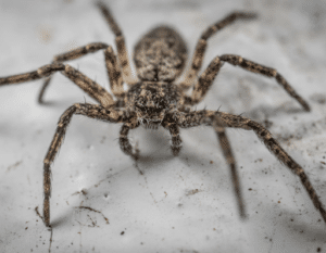 Pest Control Services by Bichoos Pest Control in El Paso