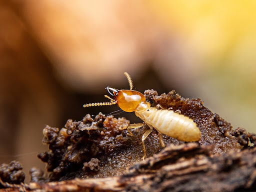 Big D Termite Removal Experts, Pest Control company in Dallas Pest Control Services by Big D Termite Removal Experts in Dallas, Texas