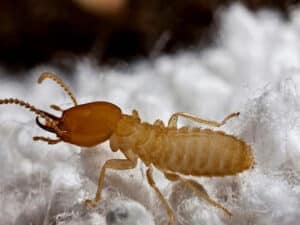 Pest Control Services by Bio-Tech Pest Control in Katy
