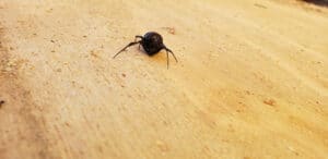 Pest Control Services by Bioshield Pest Solutions Llc in Gause