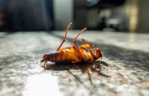 Pest Control Services by Boomtown Pest Control Solutions in Beaumont
