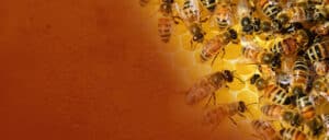 Pest Control Services by Budget Bee in Katy