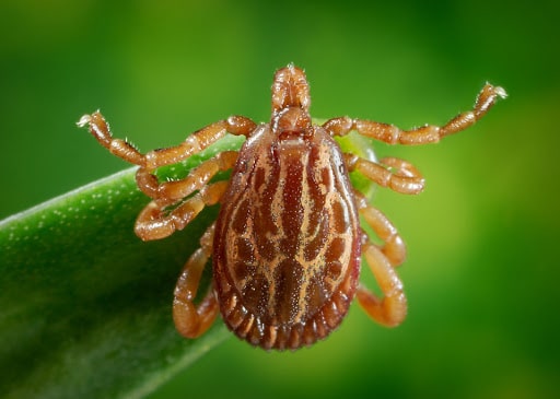 Pest Control Services by Bug Blasters Pest Control in Abilene