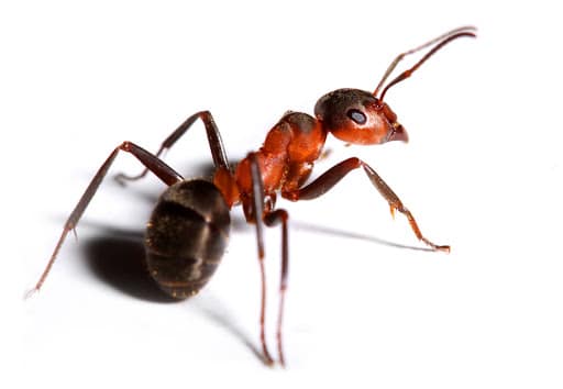 Pest Control Services by Bug Busters Pest Control in Corpus Christi