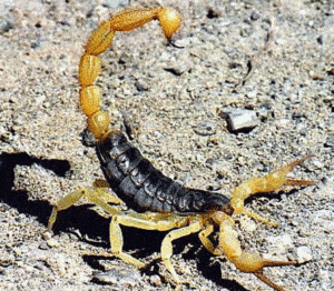 Pest Control Services by Bug Busters Pest Control in El Paso
