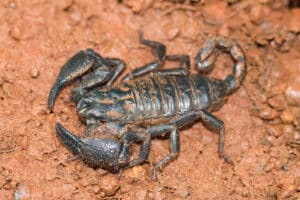 Pest Control Services by Bug Defense Pest Control in Allen