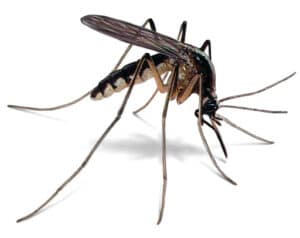 Pest Control Services by Bug State Pest Control Inc in Houston