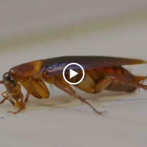 Pest Control Services by Bugbusterz Pest Control Llc in Sugar Land