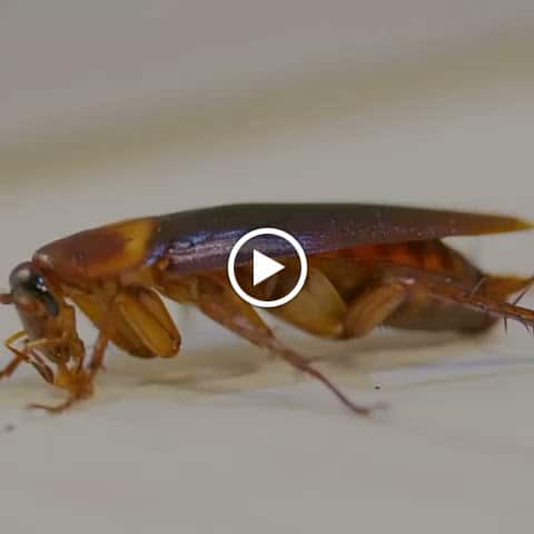 Pest Control Services by Bugbusterz Pest Control Llc in Sugar Land