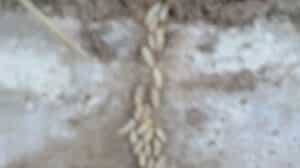Pest Control Services by Bugman Pest Control in Abilene