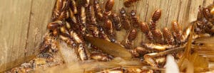 Pest Control Services by Bugwacker Termite & Pest Control in Santa Fe
