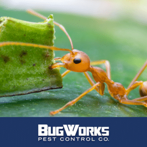 Pest Control Services by Bugworks Termite & Pest Control Company in Brownsville