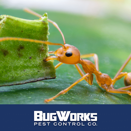 Pest Control Services by Bugworks Termite & Pest Control Company in Brownsville