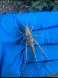Pest Control Services by Bulls-Eye Pest & Termite Control