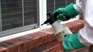 Pest Control Services by Bulwark Exterminating In Austin in Austin