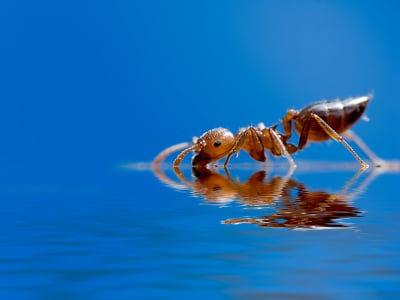 Bulwark Exterminating In Round Rock, Pest Control company in Round Rock Pest Control Services by Bulwark Exterminating In Round Rock in Round Rock, Texas