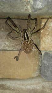 Pest Control Services by C&L Pest Control in Leander