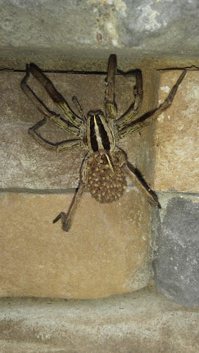 Pest Control Services by C&L Pest Control in Leander, Texas