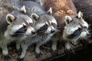 Pest Control Services by Cagey Critter Wildlife Removal & Trapping in San Antonio