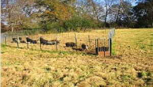Pest Control Services by Caldwell County Feral Hog Task Force in Lockhart