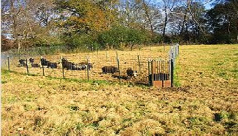 Pest Control Services by Caldwell County Feral Hog Task Force in Lockhart, Texas
