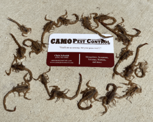 Pest Control Services by Camo Pest Control in New Braunfels