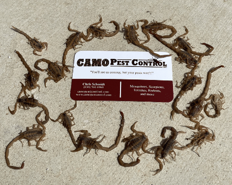 Pest Control Services by Camo Pest Control in New Braunfels