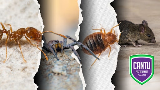 Pest Control Services by Cantu Pest & Termite in Cypress, Texas