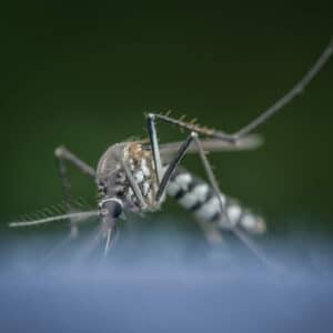 Pest Control Services by Champions Pest Control in Spring