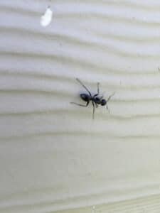 Pest Control Services by Clark Pest Control - Exterminator & Pest Control Services in Buda