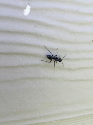 Pest Control Services by Clark Pest Control - Exterminator & Pest Control Services in Buda