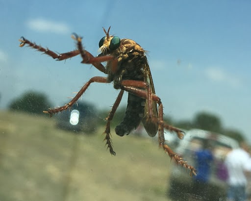 Classic Pest Control Operators, Inc., Pest Control company in Springtown Pest Control Services by Classic Pest Control Operators, Inc. in Springtown, Texas