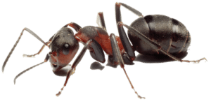 Pest Control Services by Cobra Pest Control Tx