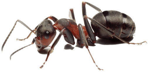 Pest Control Services by Cobra Pest Control Tx