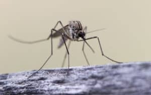 Pest Control Services by Conquest Pest Services in Richmond