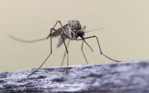 Conquest Pest Services, Pest Control company in Richmond Pest Control Services by Conquest Pest Services in Richmond, Texas