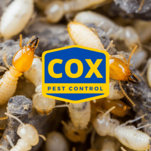 Pest Control Services by Cox Pest Control in New Caney