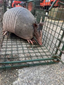 Pest Control Services by Critter Control in Tomball