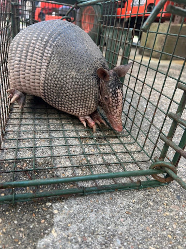 Critter Control, Pest Control company in Tomball Pest Control Services by Critter Control in Tomball, Texas
