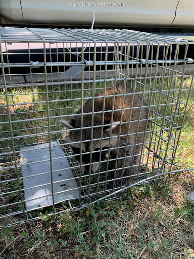 Critter Stop, Pest Control company in Fort Worth Pest Control Services by Critter Stop in Fort Worth, Texas