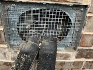 Pest Control Services by Critter Stop in Richardson
