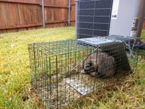 Pest Control Services by Critter Stop in Southlake