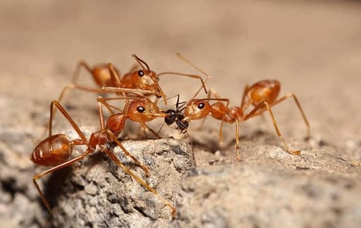DANCAN The Pest Control Expert, LLC, Pest Control company in Lake Dallas Pest Control Services by DANCAN The Pest Control Expert, LLC in Lake Dallas, Texas